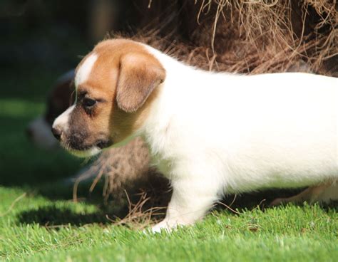 Comprar Cachorros Jack Russell Terrier Criadero Casachata