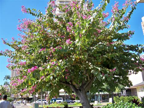 12 Medicinal Benefits Of Bauhinia Plant Theayurveda