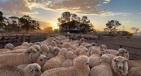 Forrest Swoops On Australias Largest Sheep Station Australian