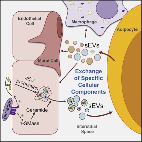 An Endothelial To Adipocyte Extracellular Vesicle Axis Governed By