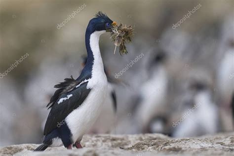 Imperial Shag Phalacrocorax Atriceps Albiventer Que Lleva Vegetaci N