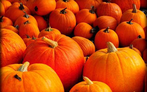 Orange pumpkins - Halloween is here