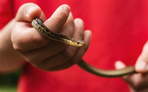 Garter Snake Bites: How to Prevent Them and Stay Safe - Reptile Jam