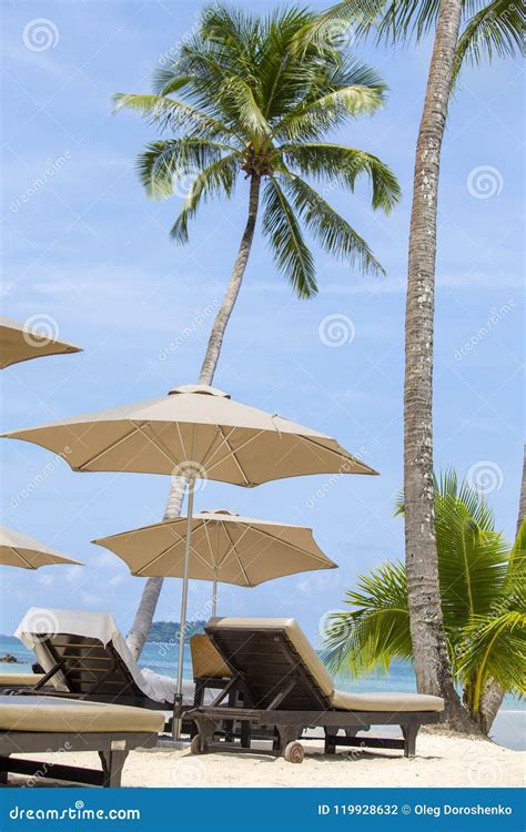 Beach Chairs Umbrella And Coconut Palm Trees On Tropical Sand Beach In