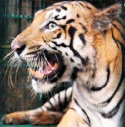 Animals in Kawal tiger reserve face traffic threat | Hyderabad News - Times of India