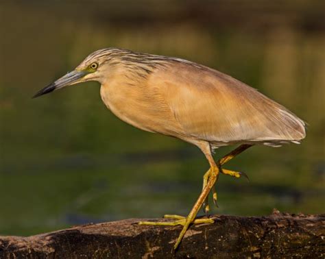 Free Images Nature Bird Wing Pier Profile Looking Wildlife