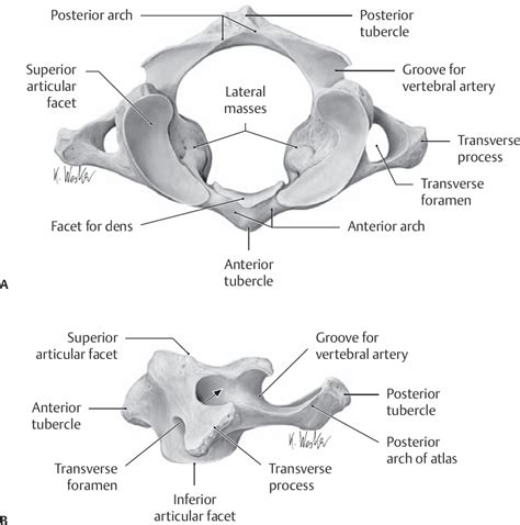 Anterior Vertebral Arch Fetilady