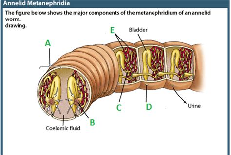 AP Bio Test 7 Flashcards Quizlet