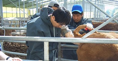 장수군 우수혈통 종빈우 수정란 이식