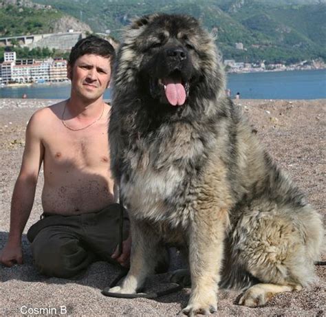 Caucasian Ovcharka; The Caucasian Ovcharka, also known as the Caucasian Shepherd Dog, originates ...