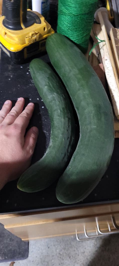 New Here Wanted To Show Off My Massive Cucumber R Vegetables