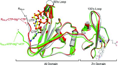 Structural Changes Induced By The Binding Of Atp Mg Green R Pala