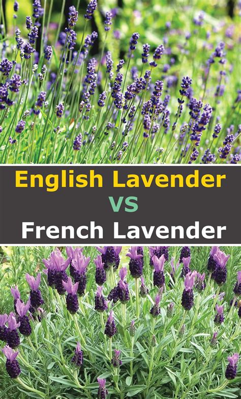 English Lavender Vs French Lavender Which Is Right For You English