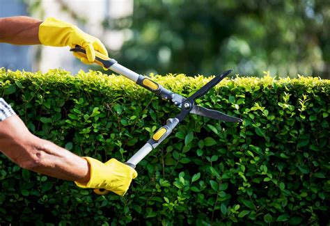 How To Trim Landscaping Bushes | Chicago Land Gardening