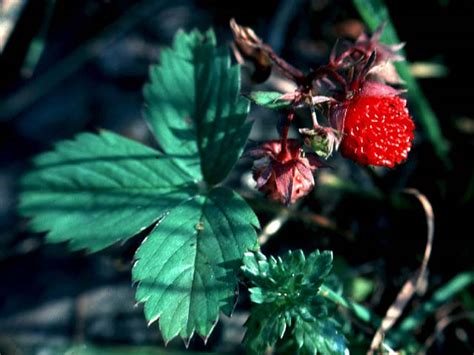 Fragaria virginiana