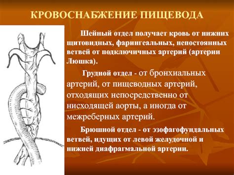 Заболевания пищевода