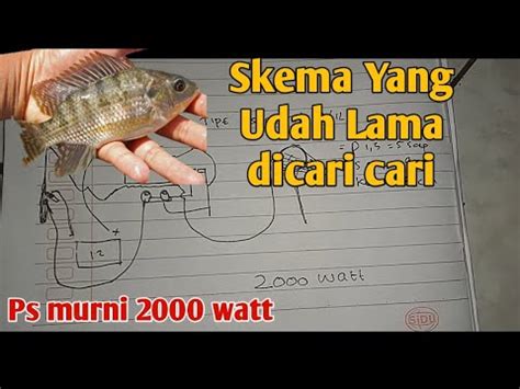 Ikuti Cara Berikut Ini Kalo Gak Mau Gagal Lagi Bikin Setrum Ikan Nila