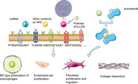 Mechanism Of Exosomes Targeting Cells On Diabetic Wounds With Different