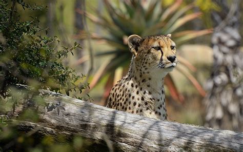Cheetah Pair HD Wallpaper