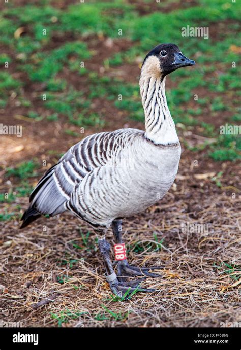 Endangered State Bird Of Hawaii Nene Hawaiian Goose Distant Relative