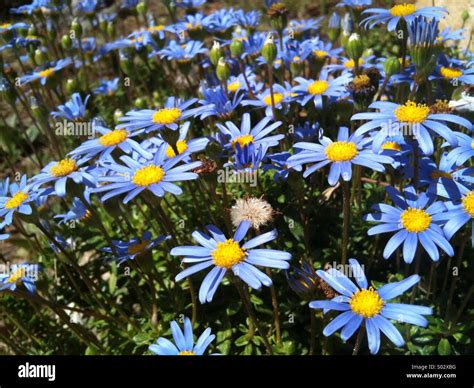 Beautiful blue flowers Stock Photo - Alamy