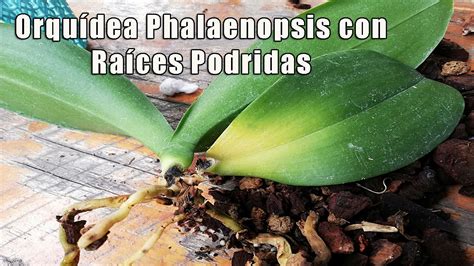 Asi Intento Recuperar Una Orqu Dea Phalaenopsis Con Ra Ces Podridas