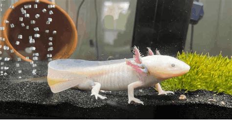 5 Types of Axolotls Every Pet Lover Should Know About