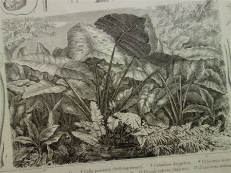 Old Pictures Of Yam Araceae Giant Elephant Ear By Decorativeprints