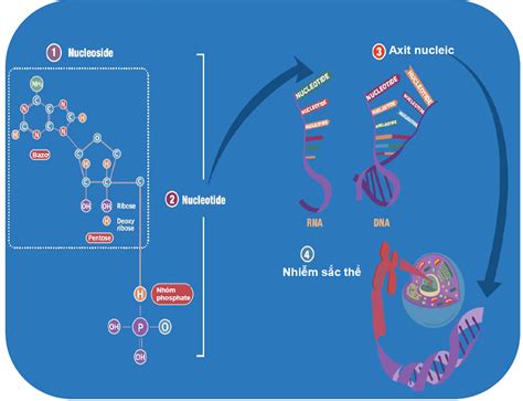 Axit Nucleic Khám phá cấu trúc và chức năng của DNA và RNA