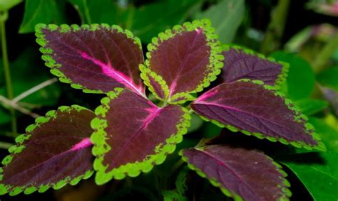 Tipos De Coleos Plantas Jardiner A Hogarmania