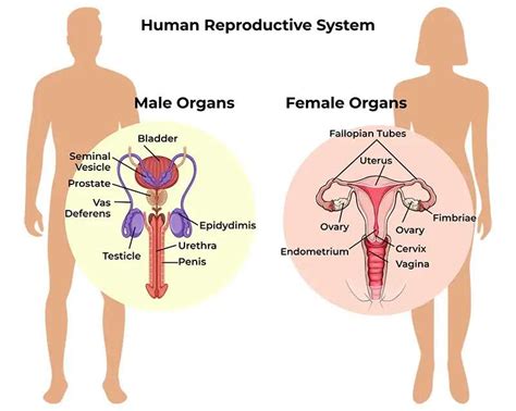 Reproductive System Epuzzle Photo Puzzle