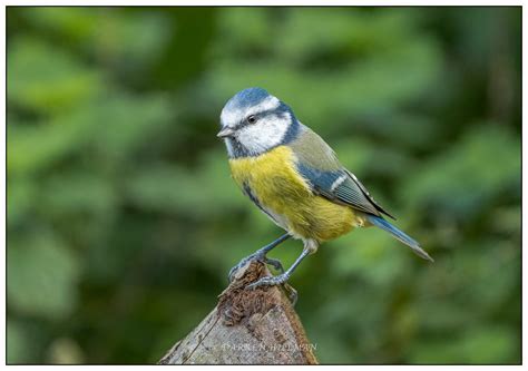 Blue Tit Taken In Local Woods Darren Hillman Flickr