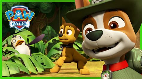 Pieski ratują pingwiny w dżungli Psi Patrol PAW Patrol po polsku