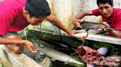 CAMPUR IKAN IKAN BESAR LELE PUTIH ALIGATOR CHANNA Oscar Kerapu YouTube