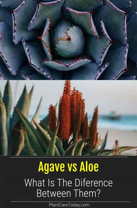 Agave Vs Aloe What Is The Difference Between Them