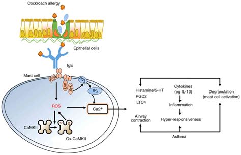 Camkii Pathway