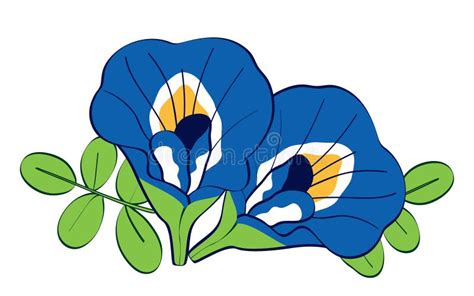 Clitoria Ternatea Floral Diagram