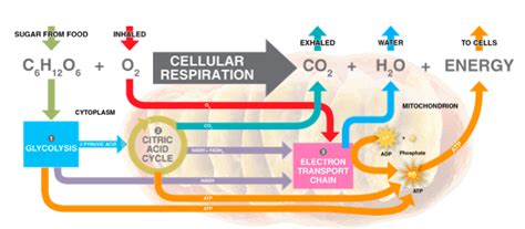 Cellular Respiration Bio Quiz Diagram Quizlet