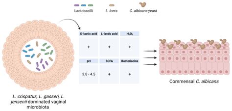 Microorganisms Free Full Text The Interplay Between Candida