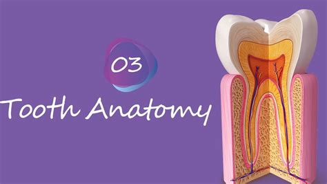 Dental Anatomy Morphology Macro And Micro Anatomy Of The Tooth