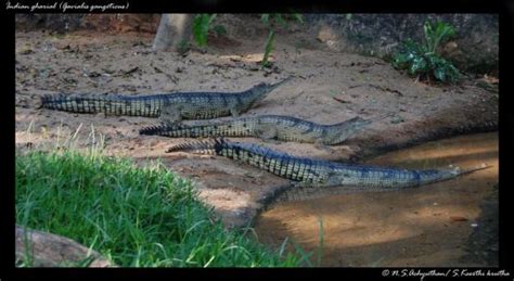 Gavialis gangeticus | The Reptile Database