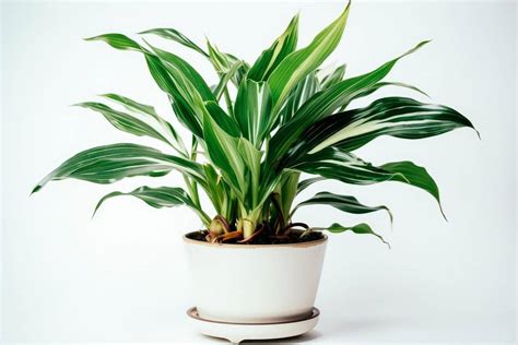 Easy Guide To Cast Iron Plant Care Aspidistra The Indestructible