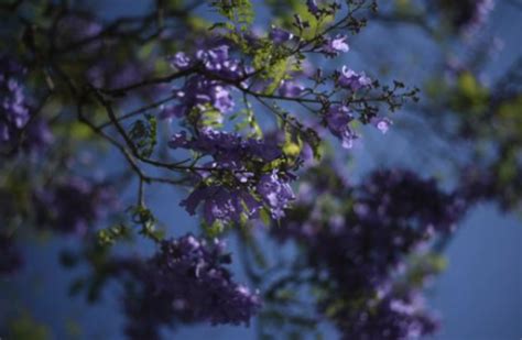 Estas Son Las Impresionantes Propiedades De La Jacaranda