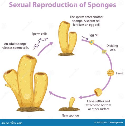 Diagrama Que Muestra La Reproducci N En Esponjas Ilustraci N Del Vector