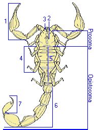 Web del Escorpion Anatomía del Alacrán