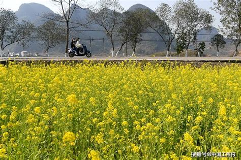 广西、贵州、湖南等地的油菜花陆续开放，春意渐浓 搜狐大视野 搜狐新闻