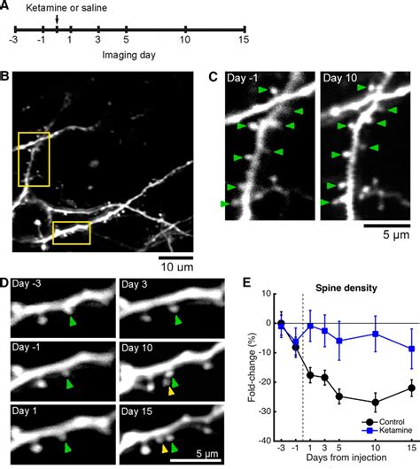 Longitudinal Effects Of Ketamine On Dendritic Architecture In Vivo In