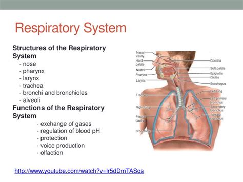 Ppt Med 103 Medical Terminology Powerpoint Presentation Id 2242698