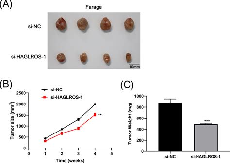 Haglros Knockdown Suppressed Tumor Growth In Vivo A Representative