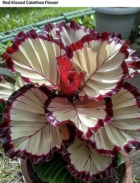 Pin By Yvo S On Jardines In Exotic Flowers Beautiful Flowers